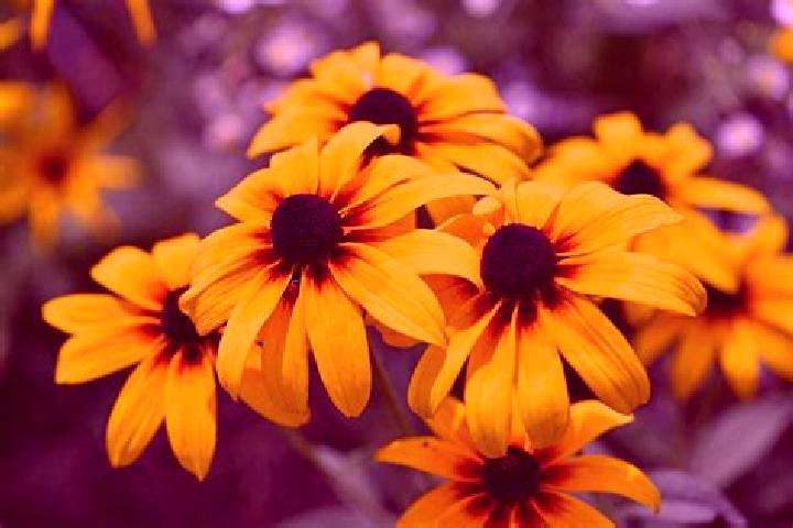 Aces & Eights (Red Rake) slot game