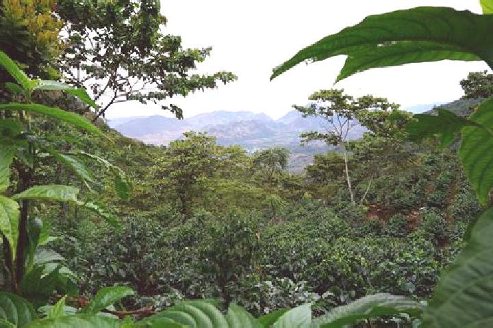 Midnight Carnival slot