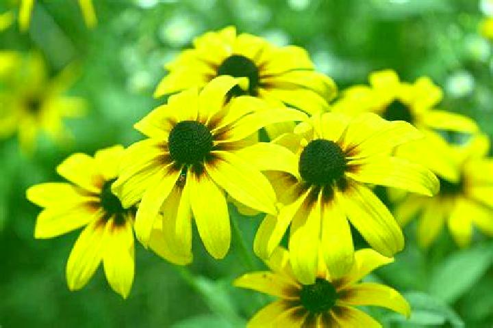 Sweet Sixteen slot machine