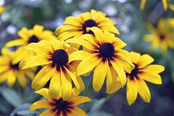 Vinnie Jones Blackjack online slot